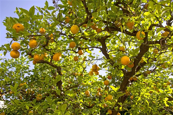העתקת עץ לימון